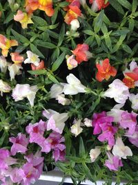 Close-up of pink flowers in park