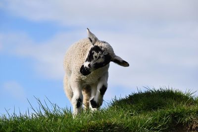 Sheep on grass landscape against sky