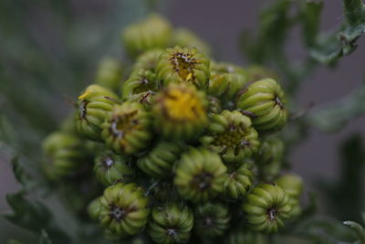 Close-up of berries on plant