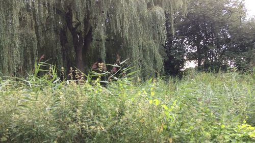 View of trees in forest
