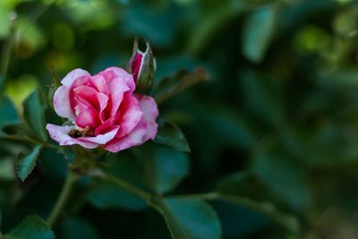 Close-up of pink flower blooming outdoors