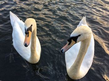 Swans swimming in lake