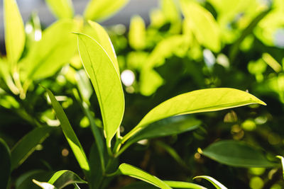 Close-up of green leaves