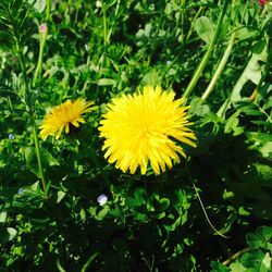 Close-up of yellow sunflower blooming in field