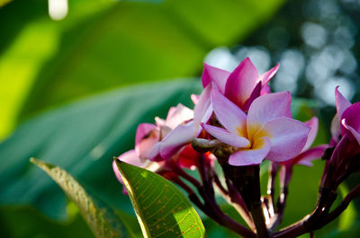 Close-up of pink flowering plant