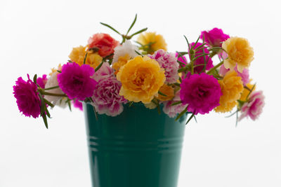 Close-up of pink flowers in vase