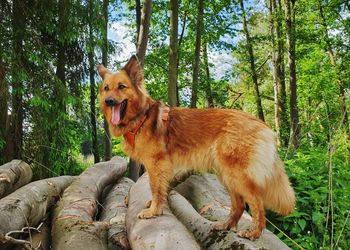 Portrait of dog standing in forest