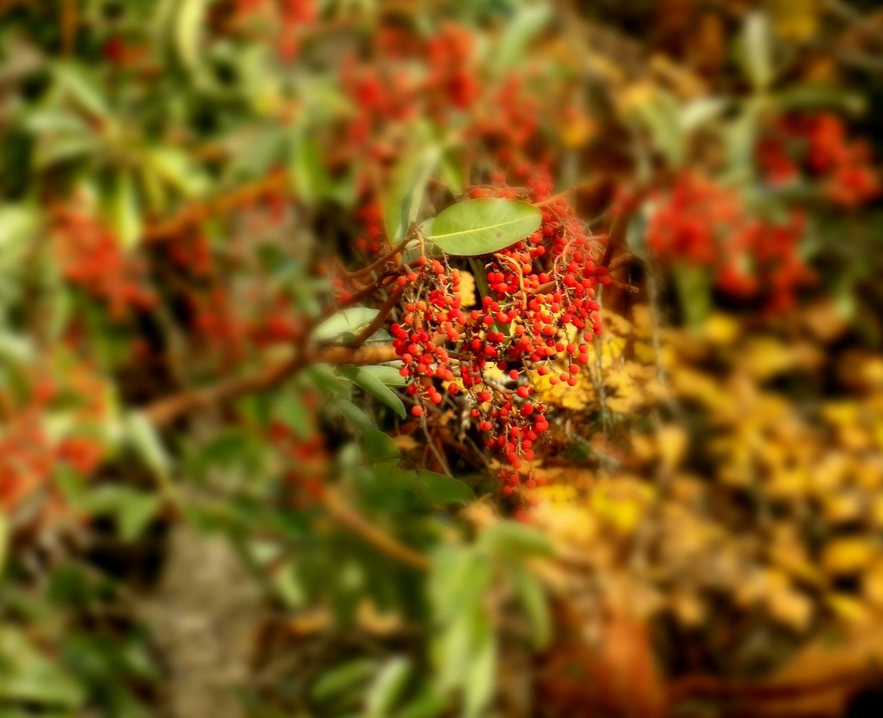 red, growth, flower, freshness, plant, beauty in nature, nature, close-up, focus on foreground, selective focus, fragility, field, day, outdoors, no people, leaf, petal, blooming, tranquility, season