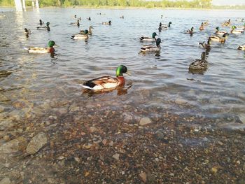 Ducks in the lake