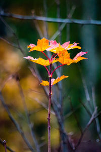 Close-up of yellow leaves growing on plant