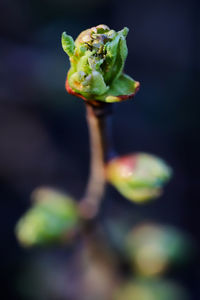 Close-up of green flower buds