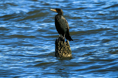 Bird perching on rock in lake