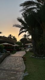Palm trees against sky