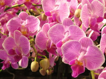 Phalaenopsis orchids dance like butterflies