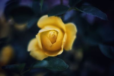 Close-up of yellow flower