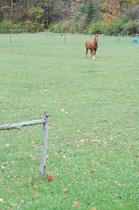 Horse grazing on grassy field