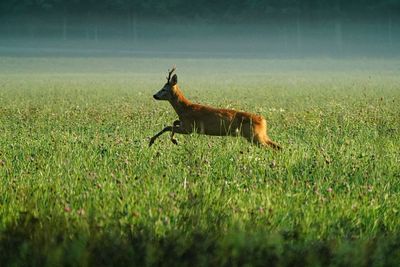 View of dog on field