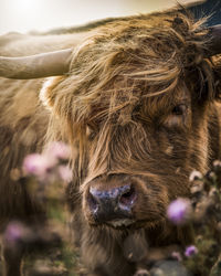 Close-up of an animal