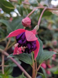 Close-up of pink flowering plant