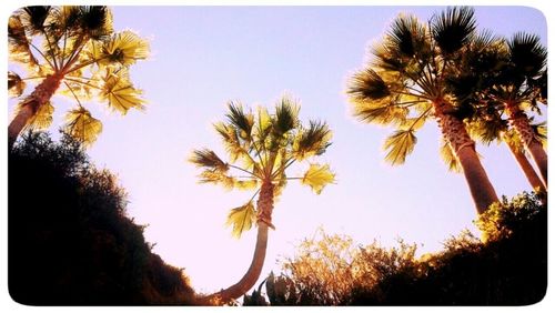 Low angle view of palm trees against blue sky