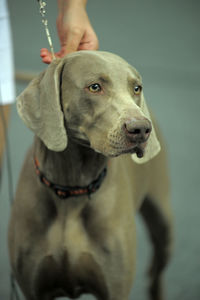 Close-up of dog looking at camera