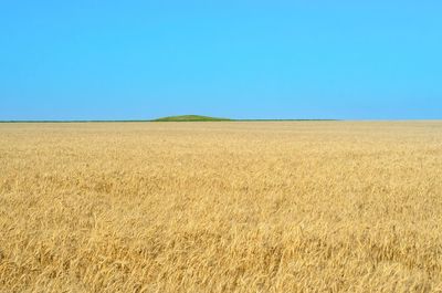 Scenic view of field against clear blue sky