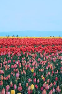 Scenic view of sunflower field against clear blue sky