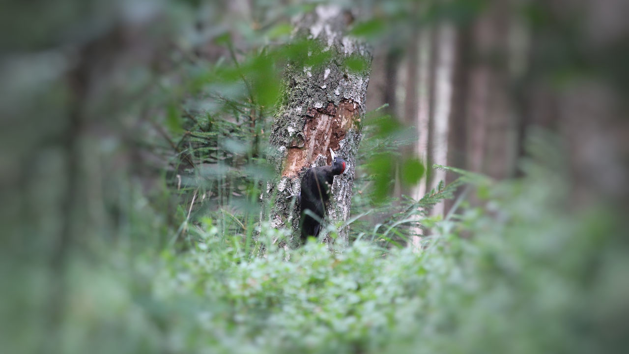 plant, animal, animal themes, selective focus, nature, animal wildlife, tree, no people, one animal, wildlife, land, forest, green, grass, insect, outdoors, day, macro photography, close-up, environment, beauty in nature