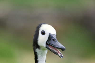 Close-up of white bird