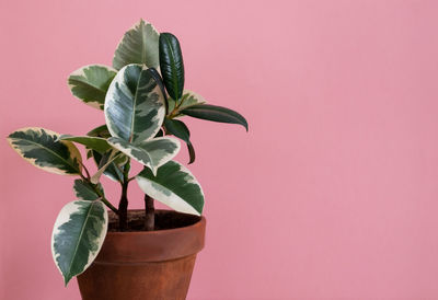 Close-up of potted plant against red background