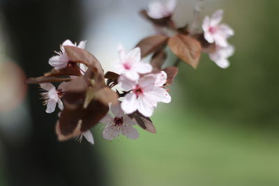 Close-up of flowers growing outdoors