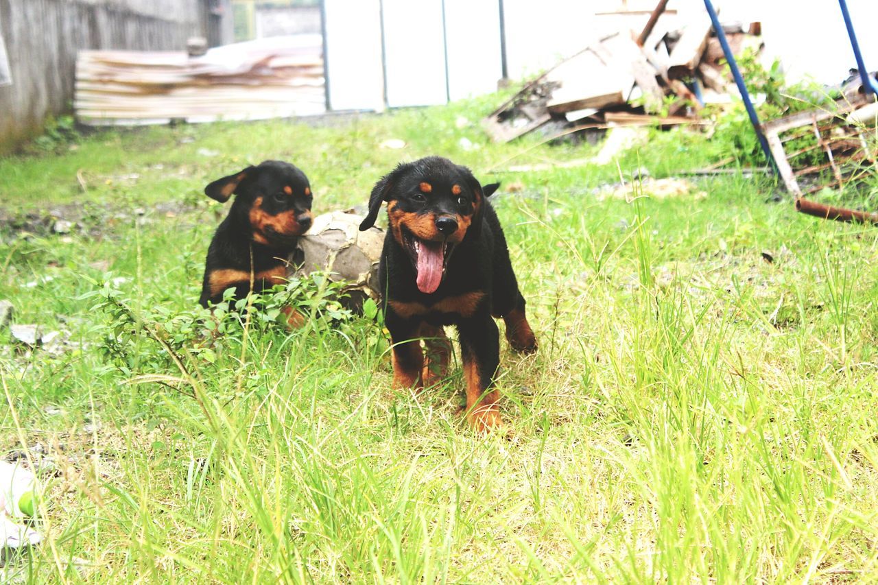 animal themes, domestic animals, grass, mammal, pets, dog, field, one animal, grassy, two animals, sitting, nature, day, looking at camera, portrait, plant, full length, livestock, standing, outdoors