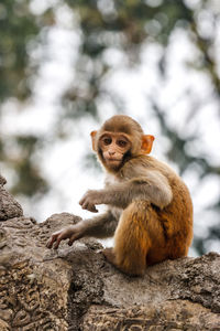 Close-up of monkey sitting carved rocks