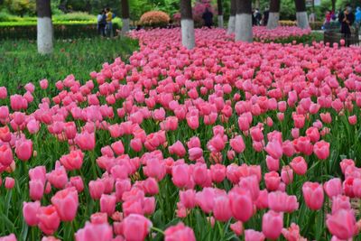 Close-up of pink tulips in park