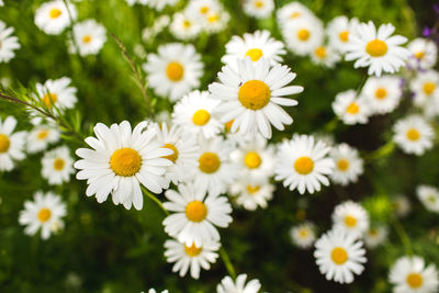 Close-up of white daisy flowers