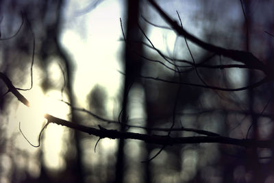 Close-up of branch against sky