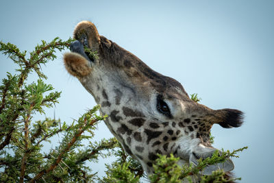 Close-up of masai giraffe feeding on thornbush
