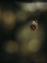 Close-up of spider on web