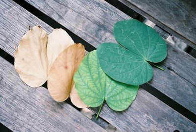 High angle view of leaves on table