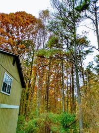 Low angle view of trees and building in forest