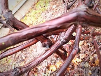 High angle view of leaves on field