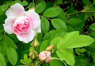 Close-up of pink flowers blooming outdoors