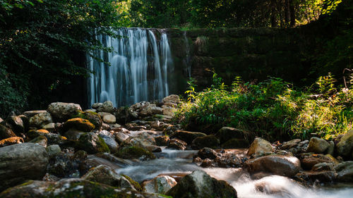 Scenic view of waterfall in forest