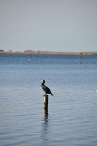 Bird perching on sea against clear sky