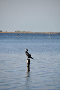 Cormorant perching on wooden post in sea