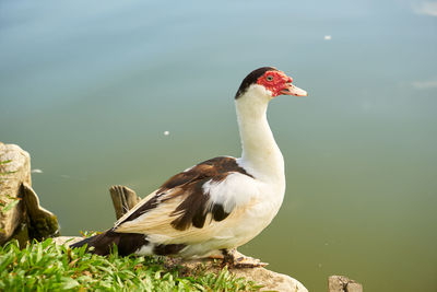 Close-up of bird perching on a lake