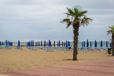 Palm trees on beach against sky