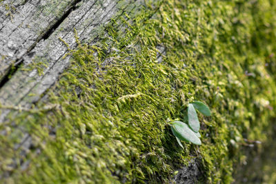 Close-up of moss growing on rock