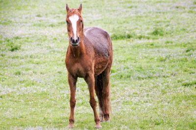 Horse standing in a field