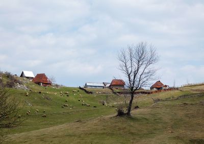 Bare trees on field against sky